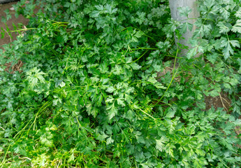 close up of parsley bush