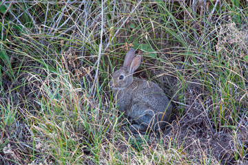 Conejo