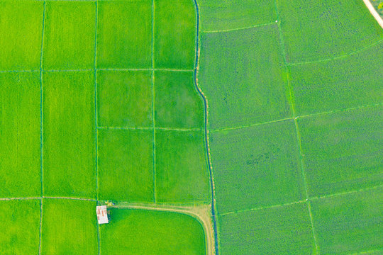 Land or landscape of green field in aerial view. Plot of land for agricultural farm, farmland or plantation with crop, rice. Also sale, investment. Rural area with nature at countryside in Chiang mai.