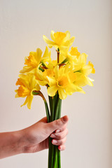 Bouquet of flowers in a hand. Beautiful yellow daffodils. Girl holds flowers. Greeting card