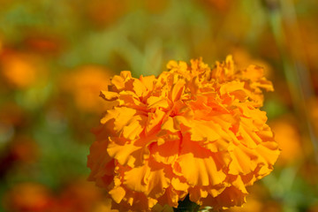 Tagetes