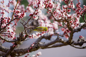 梅とメジロ