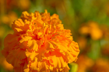 Tagetes