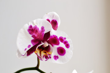 Fototapeta na wymiar Beautiful orchid on a white background, isolated. Floral elegant background.