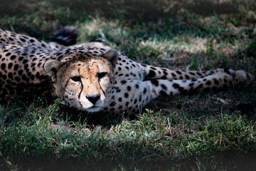 Cheetahs face in sunlight
