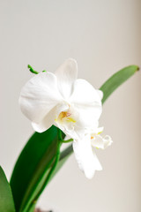 Fototapeta na wymiar Beautiful orchid on a white background. Floral elegant background.