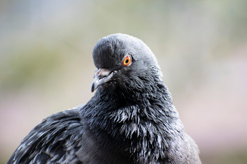  A large pigeon on the balcony