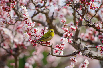 梅とメジロ