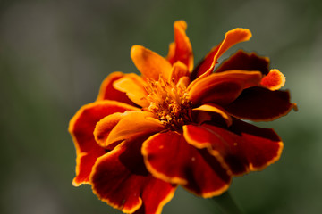 Tagetes
