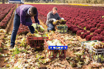 Two male  gardeners picking harvest of red lettuce