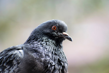  A large pigeon on the balcony