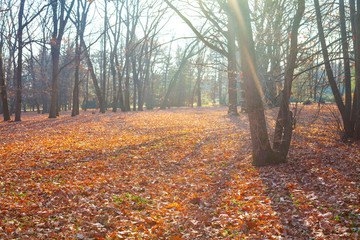 Beautiful autumn park.