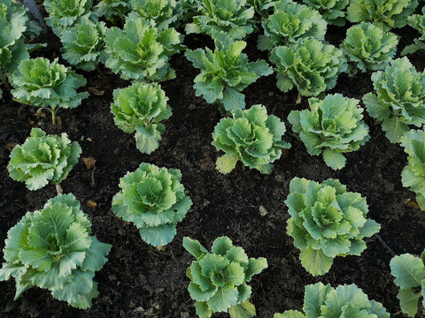 Chinese Kale Vegetable Garden In The Farm