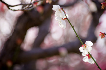 梅の花