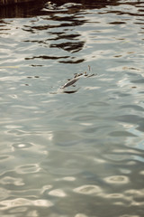 Single trout in water at a fish farm