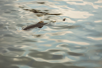 Single trout in water at a fish farm