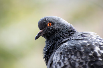  A large pigeon on the balcony