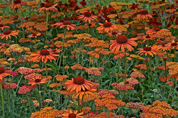 Close up of Achillea 'Paprika' and Echinacea 'Sunset' in a cottage garden © Garden Guru