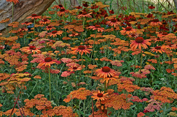Close up of Achillea 'Paprika' and Echinacea 'Sunset' in a cottage garden © Garden Guru