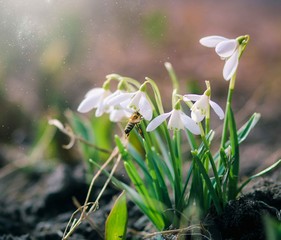 Group of beautiful fresh snowdrops in early spring, awakening to the warm gold rays of sunshine