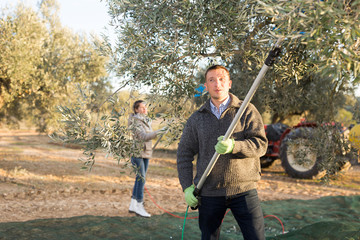 Man farmer picking olives from trees