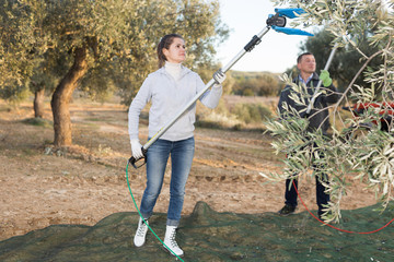 Woman with husband gathering harvest in olive grove