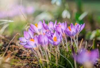 Purple crocus flowers in garden, awakening in spring to the warm gold rays of sunshine