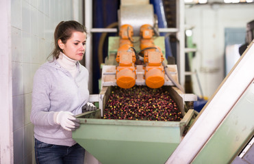 Woman controlling transfer of olives by conveyor