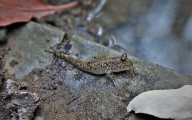 mudskipper