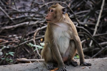 Monkey in Vietnam
