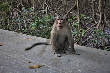 Angry monkey
