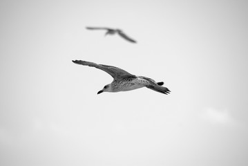 Flight