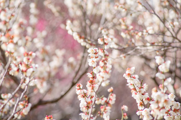 梅の花