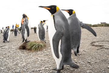 Obraz premium two penguins in antarctica