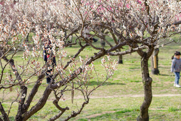 梅園の風景