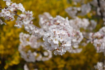 flowers of a tree in spring