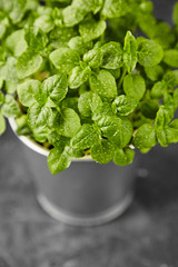 Basil in pot grown at home