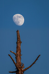 Naklejka premium Waxing gibbous moon rising in the evening