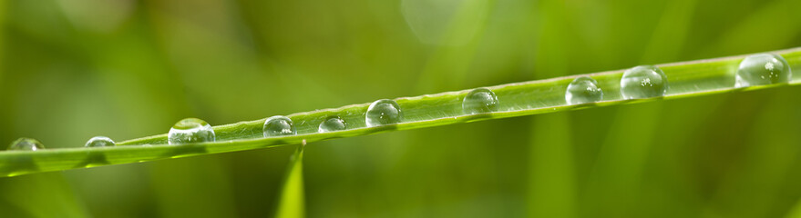 Blatt Tropfen
