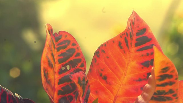 Codiaeum variegatum (fire croton, garden croton, or variegated croton; syn. Croton  L.) is a species of plant in the genus Codiaeum, It is native to Indonesia, Malaysia, Australia, and in the west.