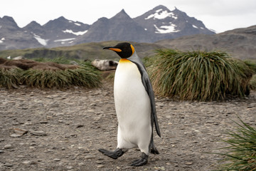 Fototapeta premium penguin in antarctica