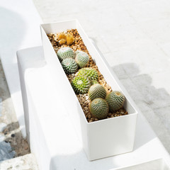 Cacti in a rectangular white pot