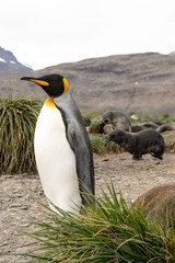 king penguins