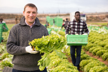 Farmer showing harvest of green lettuce