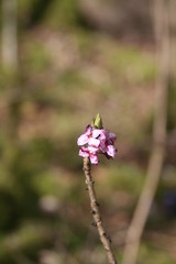 little flower on background of green grass