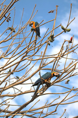 Perroquet brésilien ara bleu