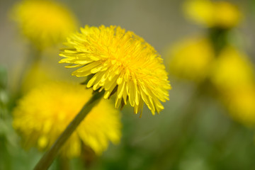 Yellow dandelion flowers (Taraxacum officinale). Dandelions field background on spring sunny day. Blooming dandelion. Medicinal wild herb.