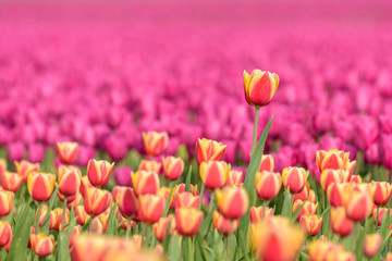 A tulip field in Holland with one tulip standing out from the others