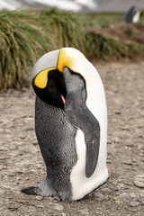 sleeping penguin in antarctica