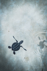 Baby turtle swimming in crystal clear water